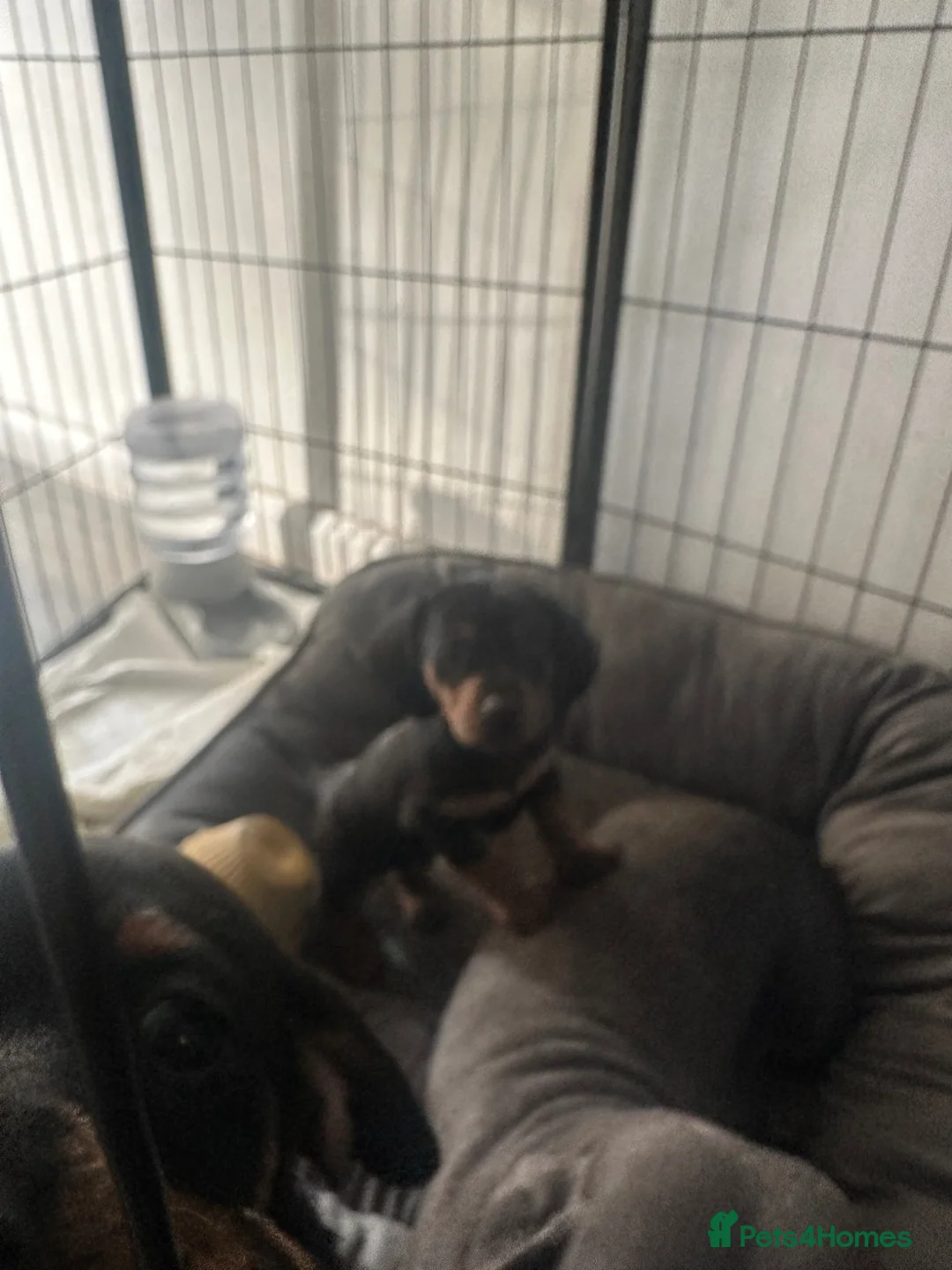 Dachshund dogs for sale: Miniature dachshund  - Advert 1