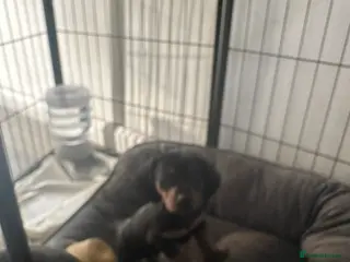 Dachshund dogs Miniature dachshund - Advert 8