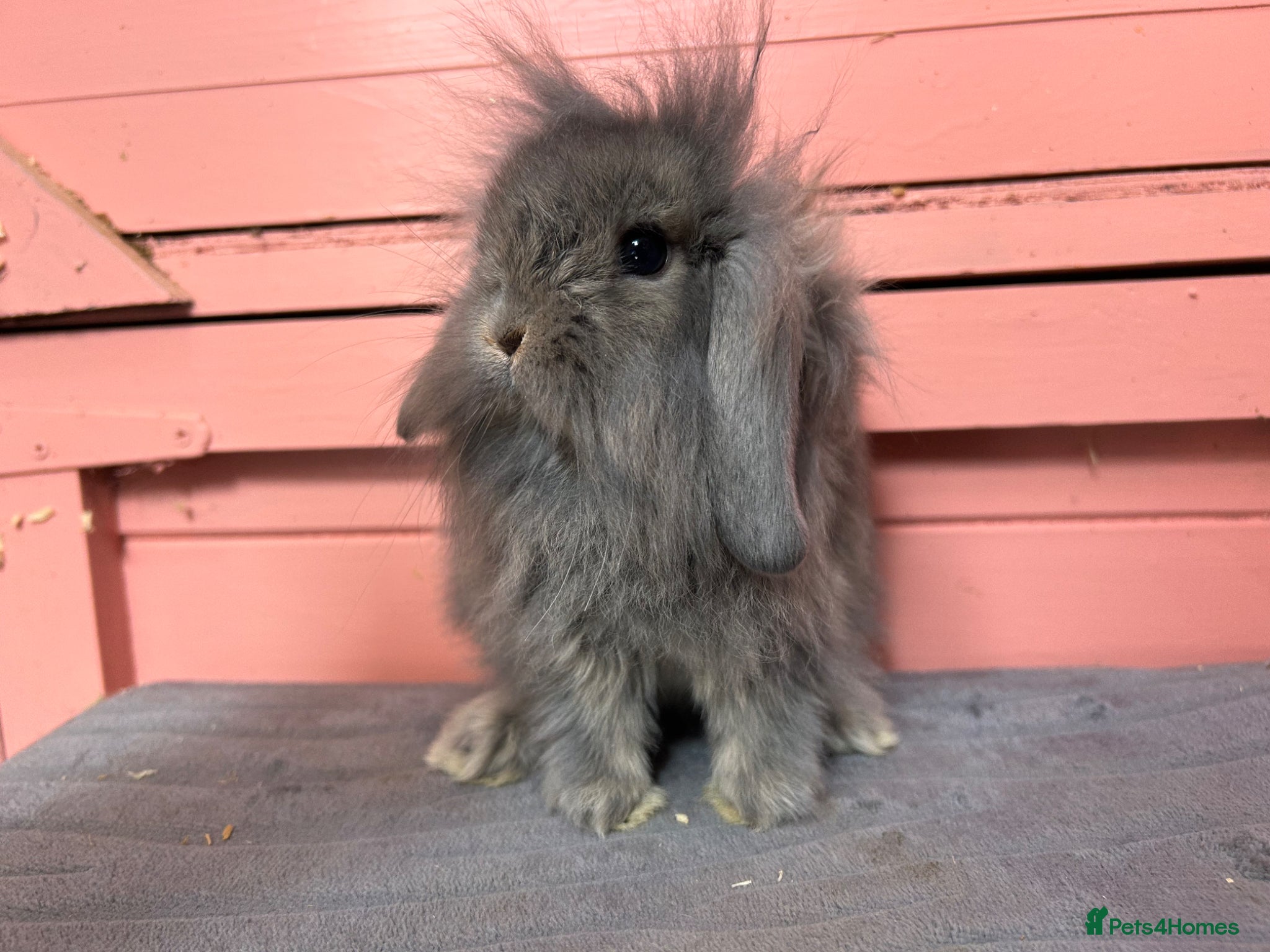 Mini Lion Lop rabbits Vaccinated lionlop babies - Advert 15