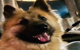 Eurasier dogs for sale: KC REG Eurasier Puppies  - Image 4