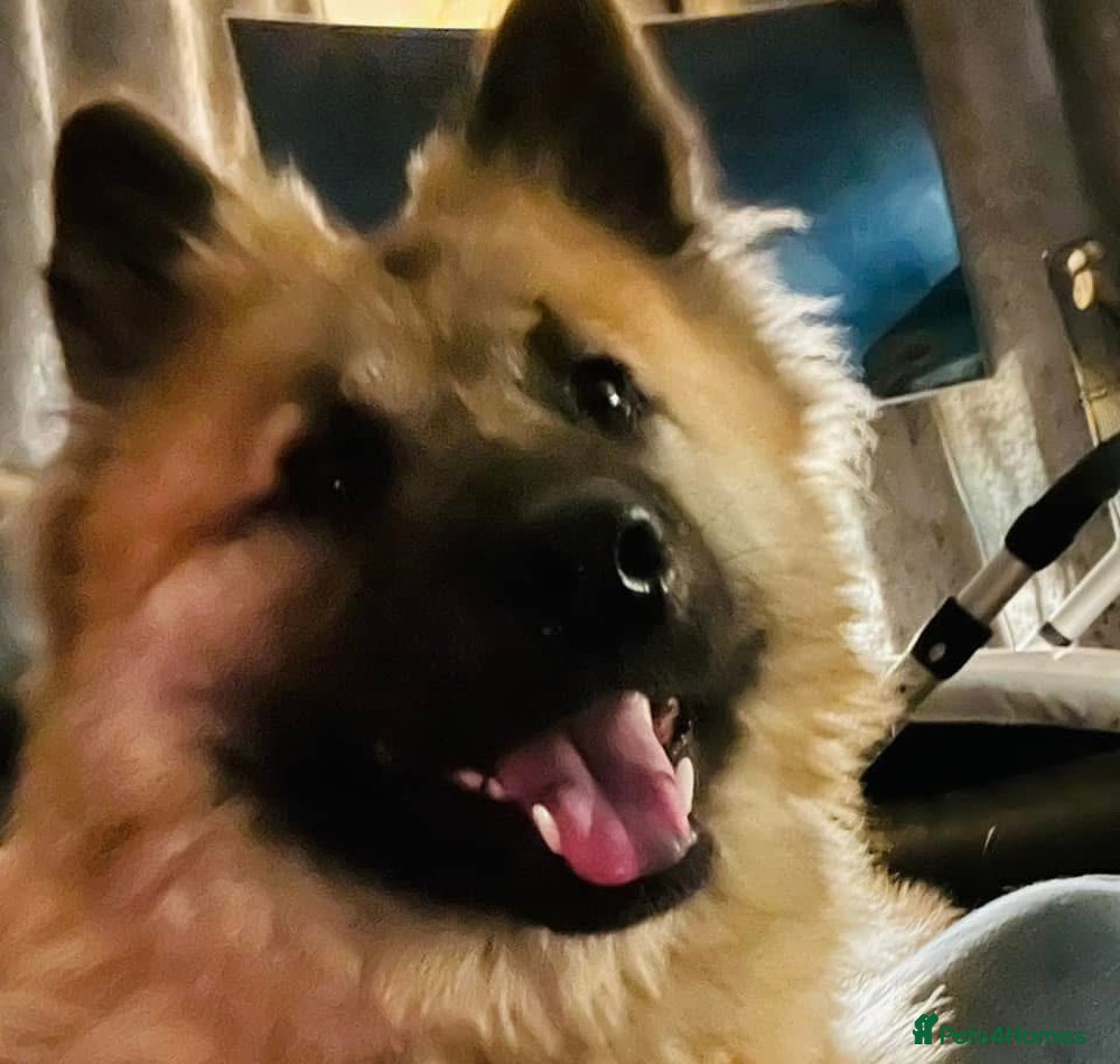 Eurasier dogs for sale: KC REG Eurasier Puppies  - Image 4