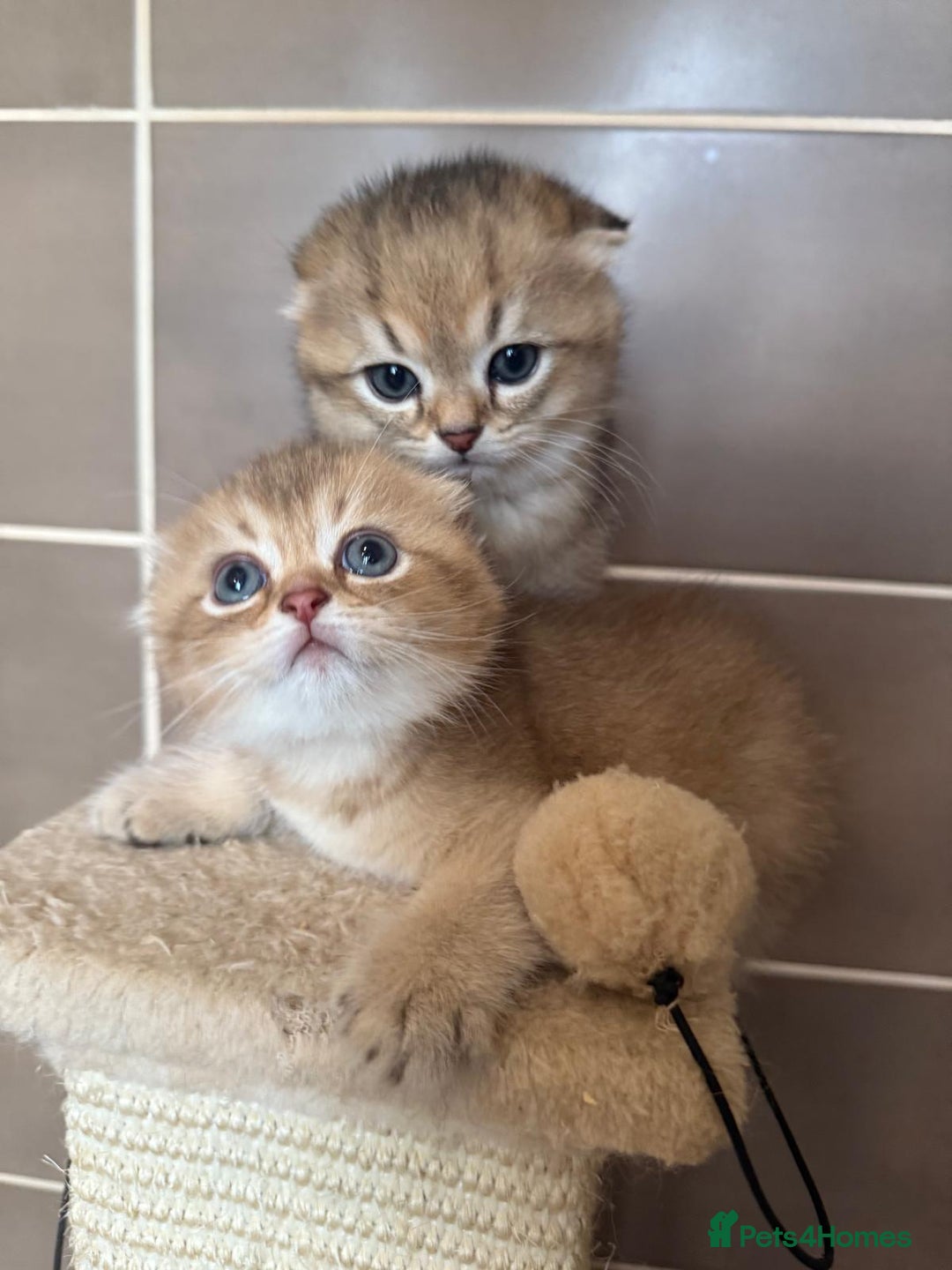 Scottish Fold cats for stud:  Amazing Scottish straight gold male for stud  - Image 8