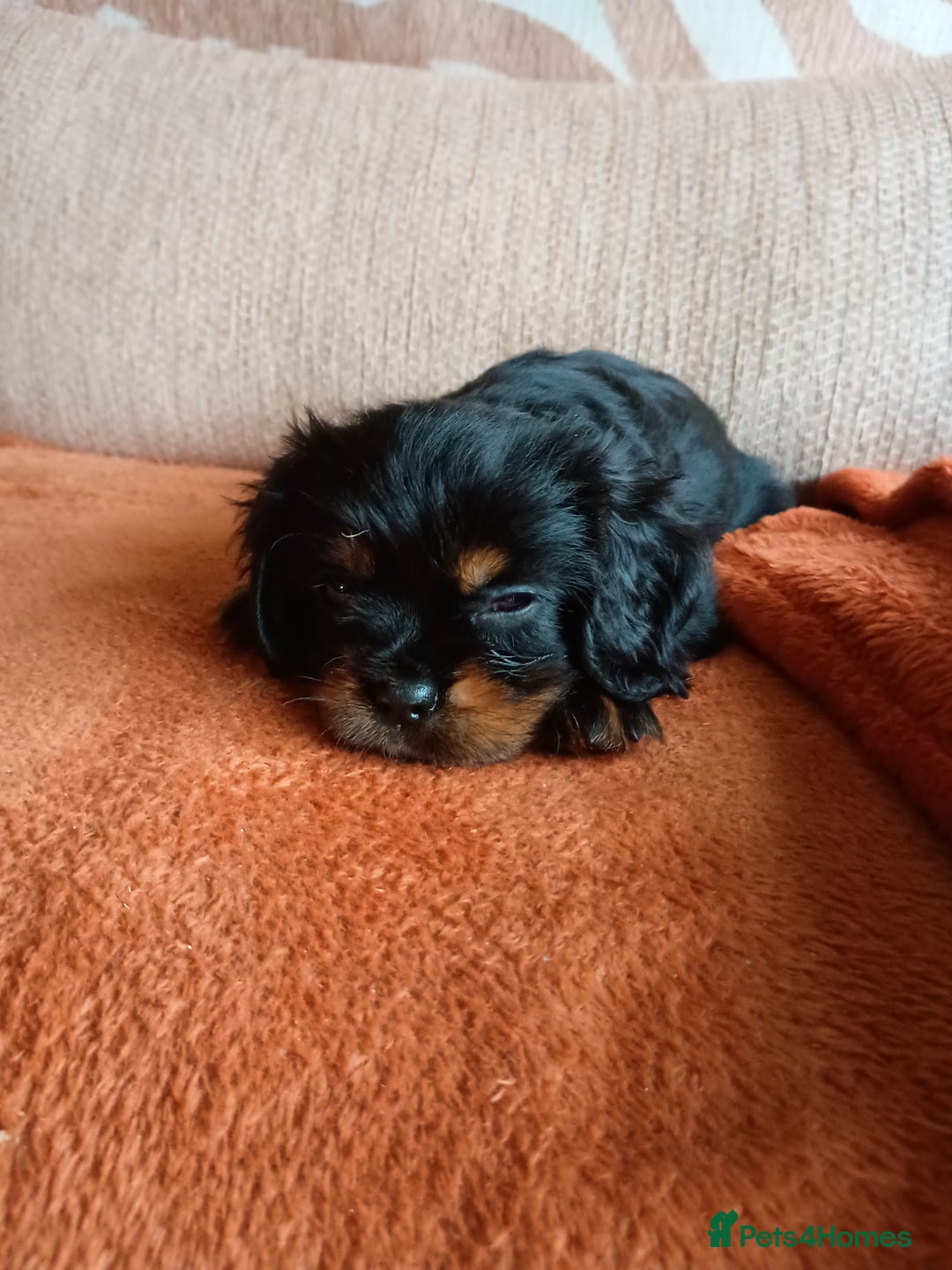 Cavalier King Charles Spaniel dogs for sale: Cavalier king Charles spaniel  - Advert 3