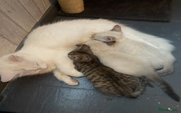 Mixed Breed cats for sale: Last little girl wanting forever home - Advert 6