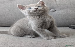 Russian Blue cats for sale: Russian blue babies looking for FOREVER homes - Image 1