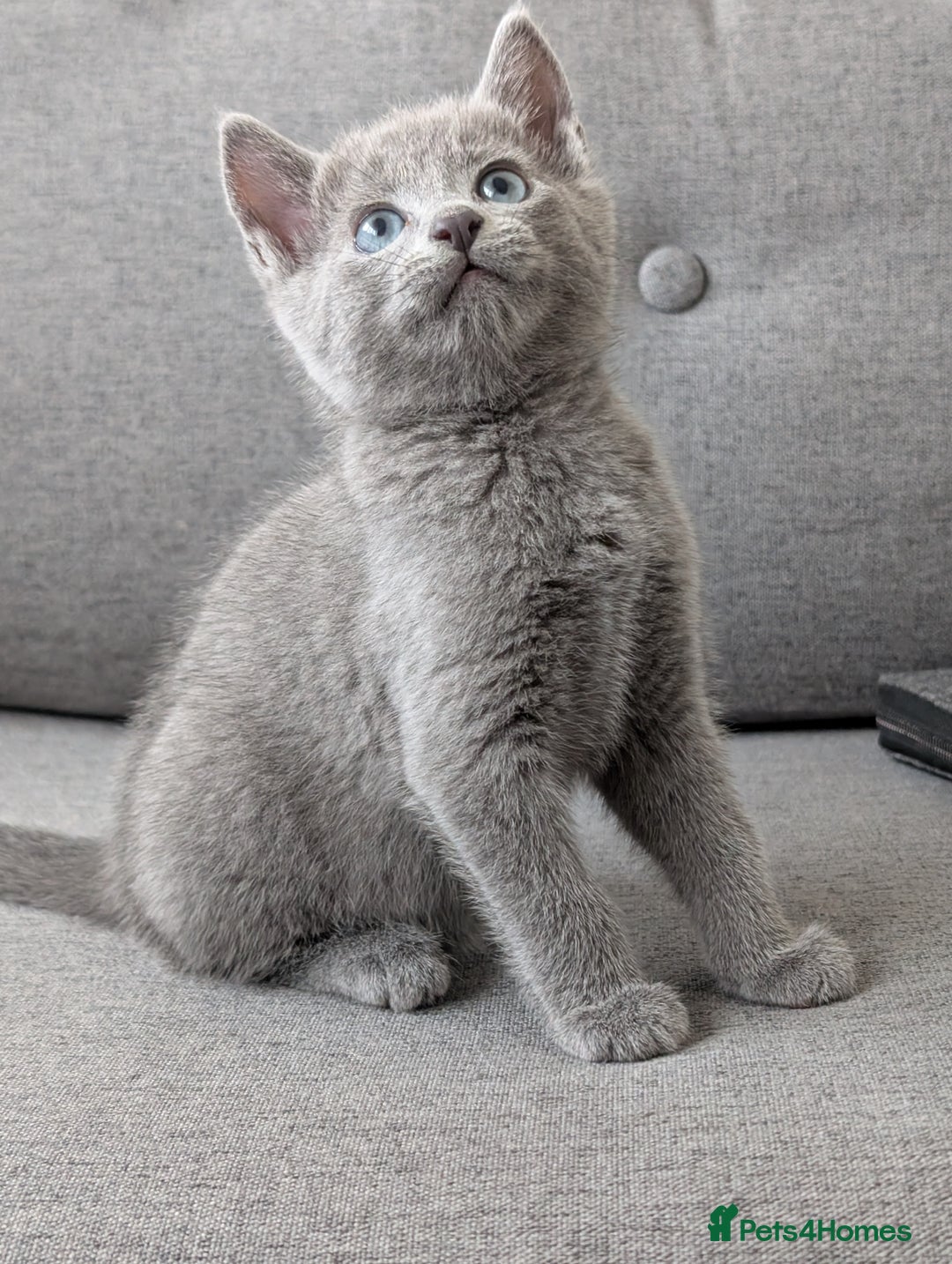 Russian Blue cats for sale: Russian blue babies looking for FOREVER homes - Image 1