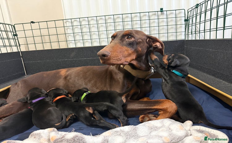 Dobermann dogs Gorgeous Black and Tan Dobermann puppies  - Advert 3