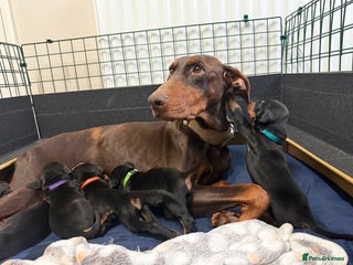 Dobermann dogs Gorgeous Black and Tan Dobermann puppies - Advert 2