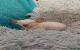 Oriental cats for sale: Full Pedigree Oriental 6 Kittens XL size ears GCCF - Image 7