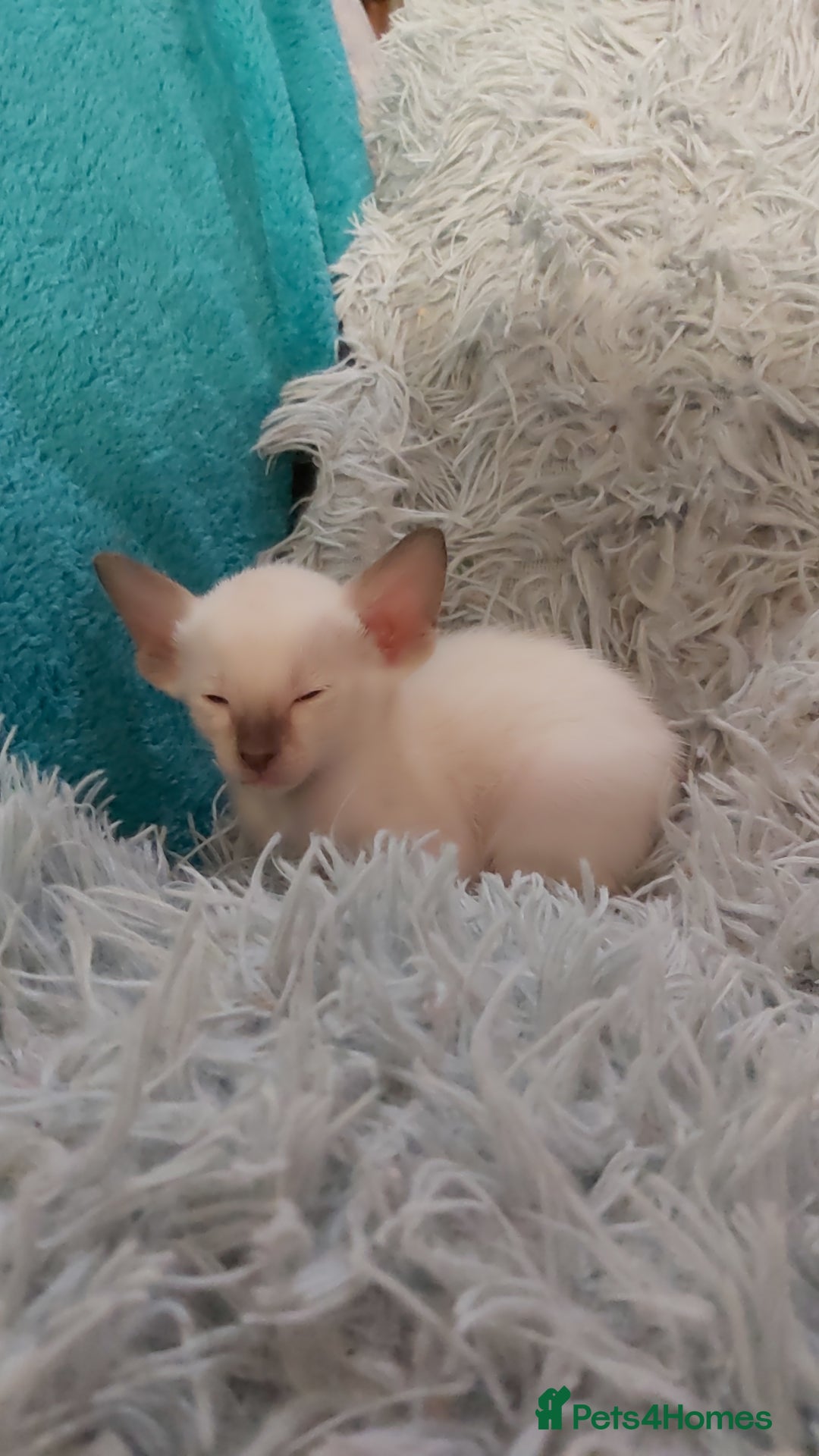 Oriental cats for sale: Full Pedigree Oriental 6 Kittens XL size ears GCCF - Image 7