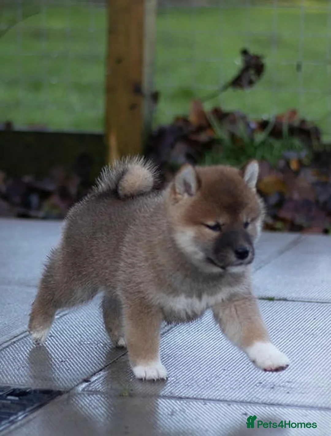 Japanese Shiba Inu dogs for sale: ❤️ Fall in Love with a Shiba Girl — Reduced Price - Advert 19