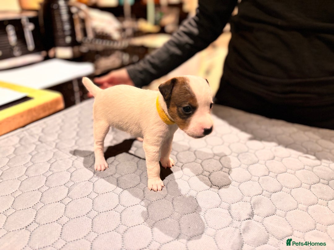 Parson Russell dogs for sale: Parsons Russell Puppies - Advert 4