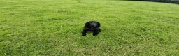 Cocker Spaniel dogs for sale: 14 Week old Black Working Cocker Bitch  - Advert 5