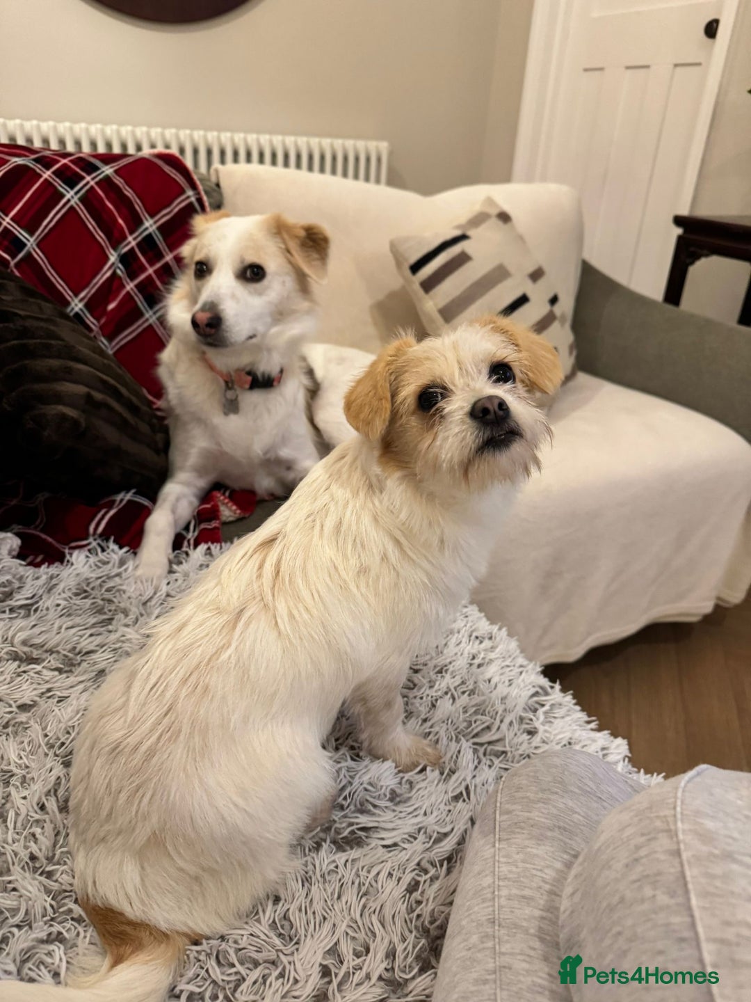 Mixed Breed dogs for adoption: Cynthia - Advert 13