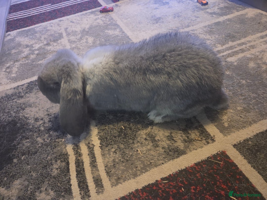 French Lop rabbits for sale: Chin doe - Advert 4