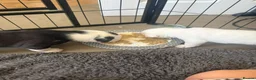 Mixed Breed dogs for sale: Old Tyme Collies looking for their forever home in Durham - Advert 15
