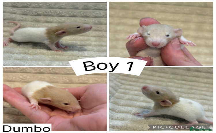 Rat rodents - Advert 6