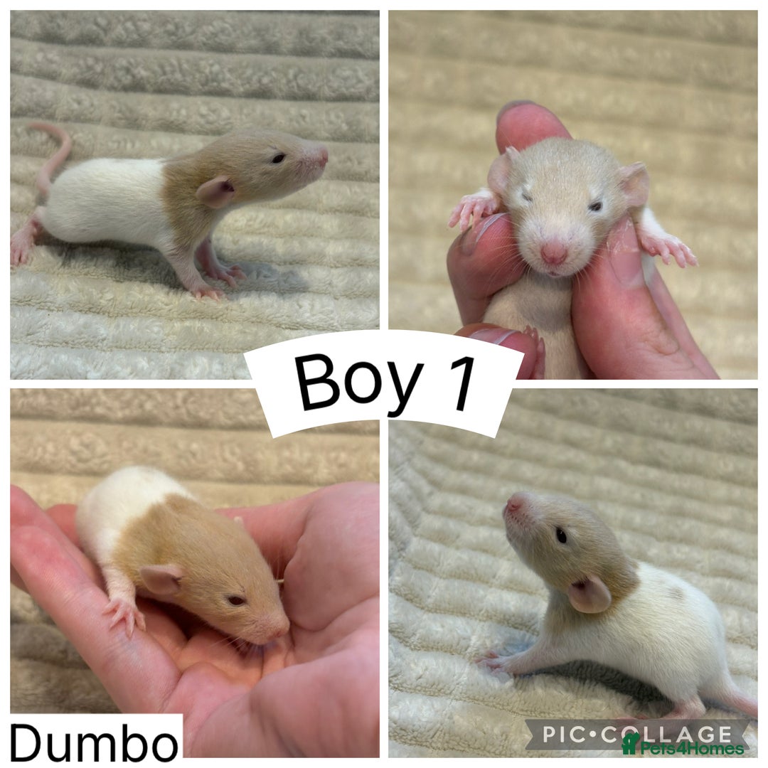 Rat rodents for sale: Baby rats (males and females) - Image 1