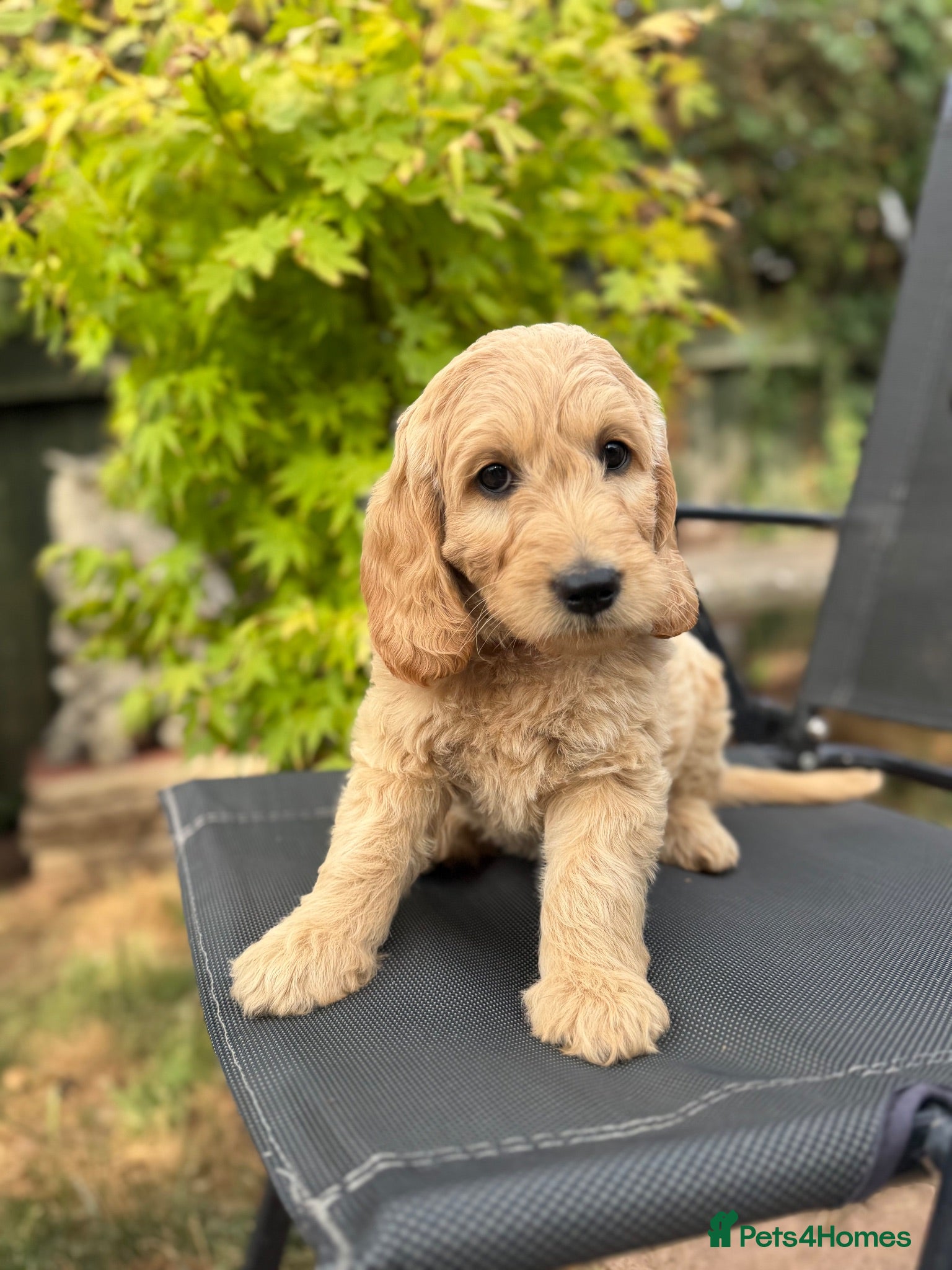 Goldendoodle dogs Beautiful Goldendoodle Puppies Ready Now - Advert 5