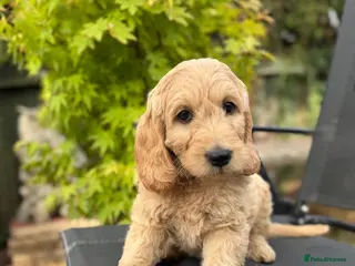 Goldendoodle dogs Beautiful Goldendoodle Puppies Ready Now - Advert 5