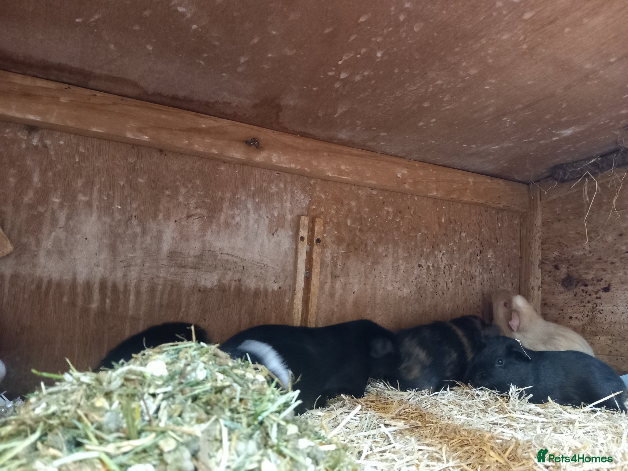 Guinea Pig rodents for sale: Baby guinea pigs for sale  - Advert 7