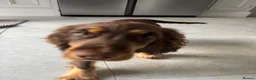 Cocker Spaniel dogs for sale: Enzo male Show Cocker Spaniel . Brown and tan in Porthcawl - Advert 3