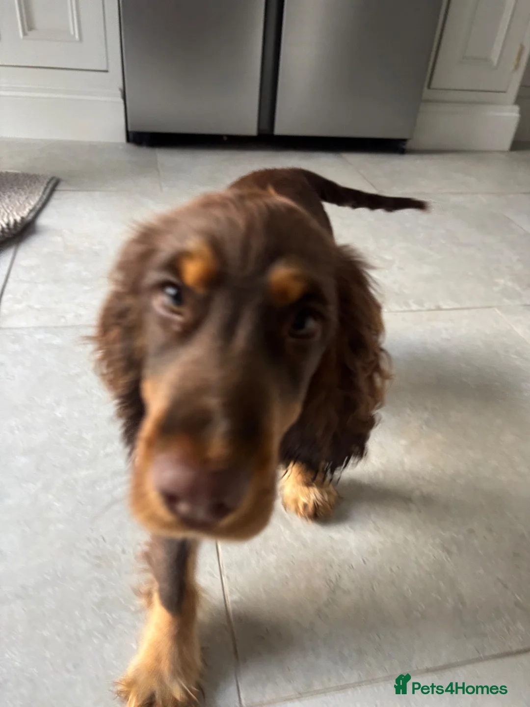 Cocker Spaniel dogs for sale: Enzo male Show Cocker Spaniel . Brown and tan in Porthcawl - Advert 3