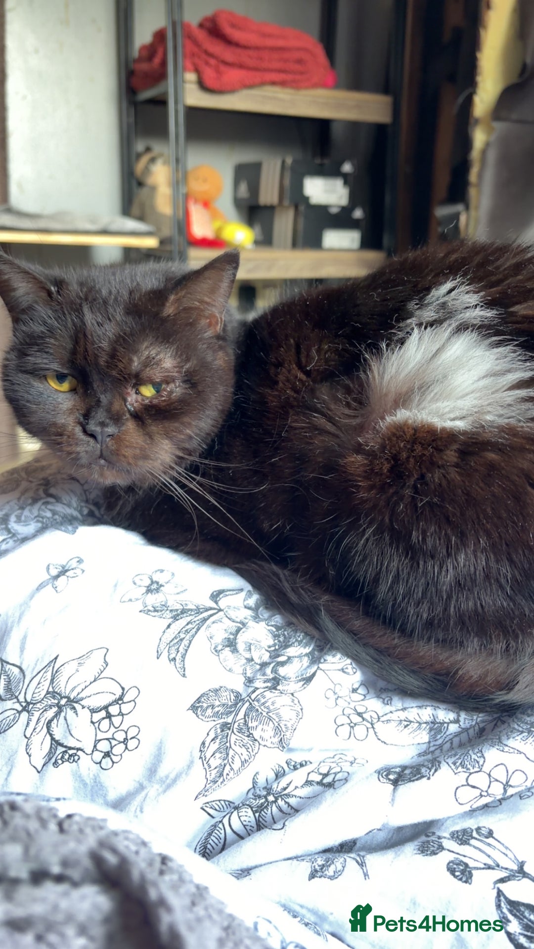 Mixed Breed cats for adoption: Alabama - Advert 1