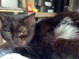 Mixed Breed cats Alabama - Advert 18