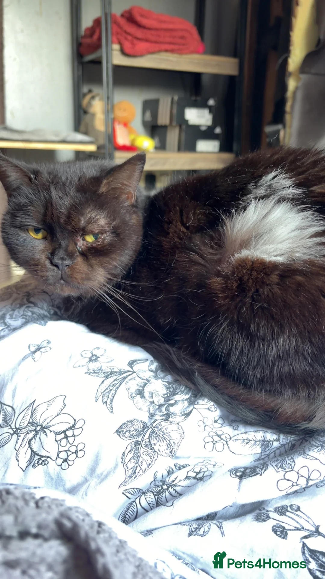 Mixed Breed cats for adoption: Alabama - Advert 1