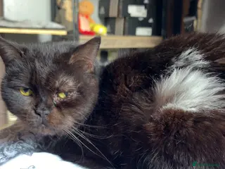 Mixed Breed cats Alabama - Advert 6