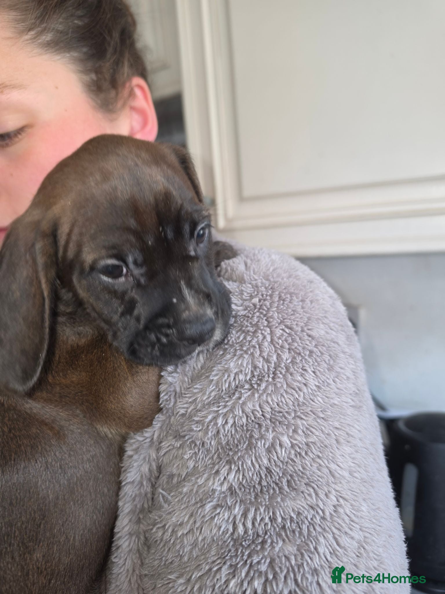 Mixed Breed dogs Terrier type aforabe puppies.  - Advert 7