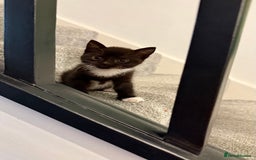 Mixed Breed cats for sale: Kittens - Image 4