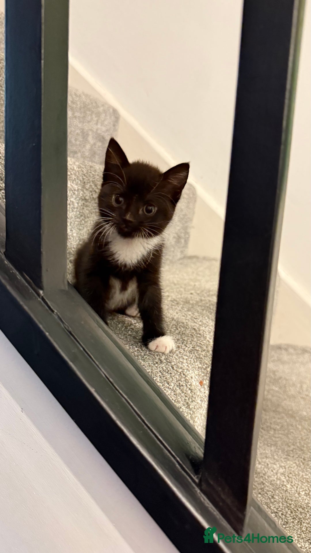 Mixed Breed cats for sale: Kittens - Image 4