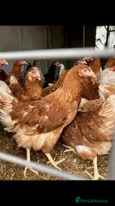 Chickens poultry Beautiful warrens point of lay  - Advert 1
