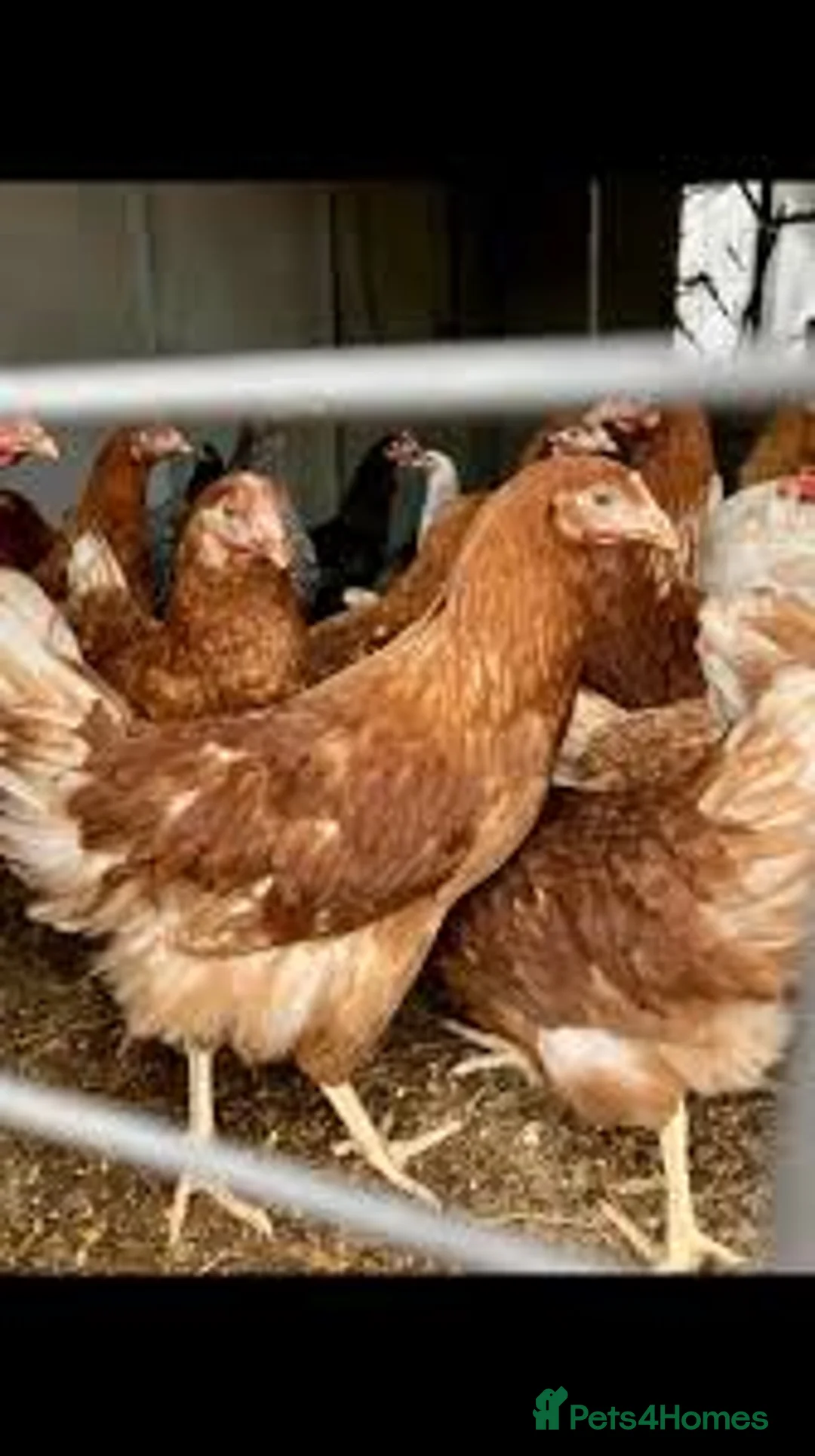 Chickens poultry for sale: Beautiful warrens point of lay  - Advert 1