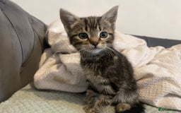 Mixed Breed cats for sale: Beautiful kitten  - Image 4