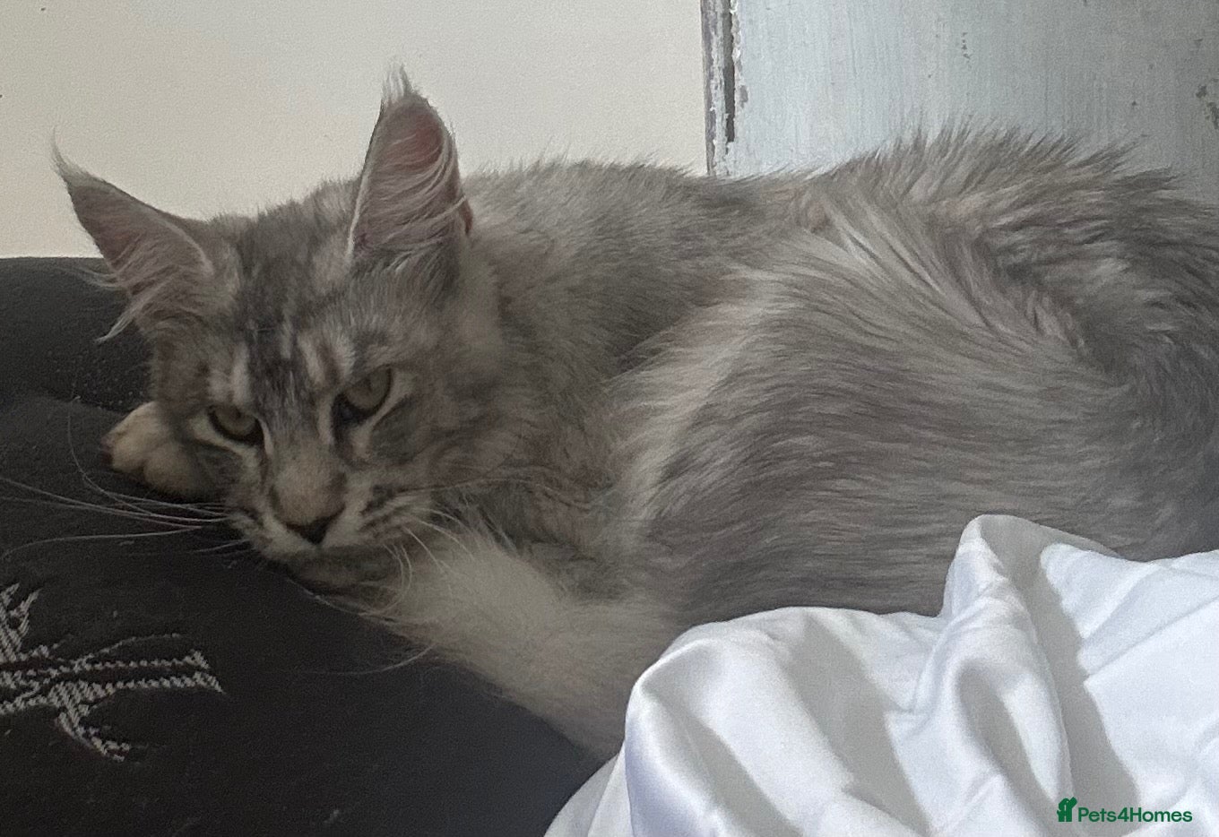 Maine Coon cats for sale: Sliver tabby mainecoon - Advert 15