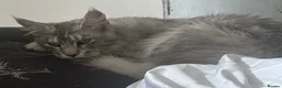 Maine Coon cats for sale: Sliver tabby mainecoon - Advert 1