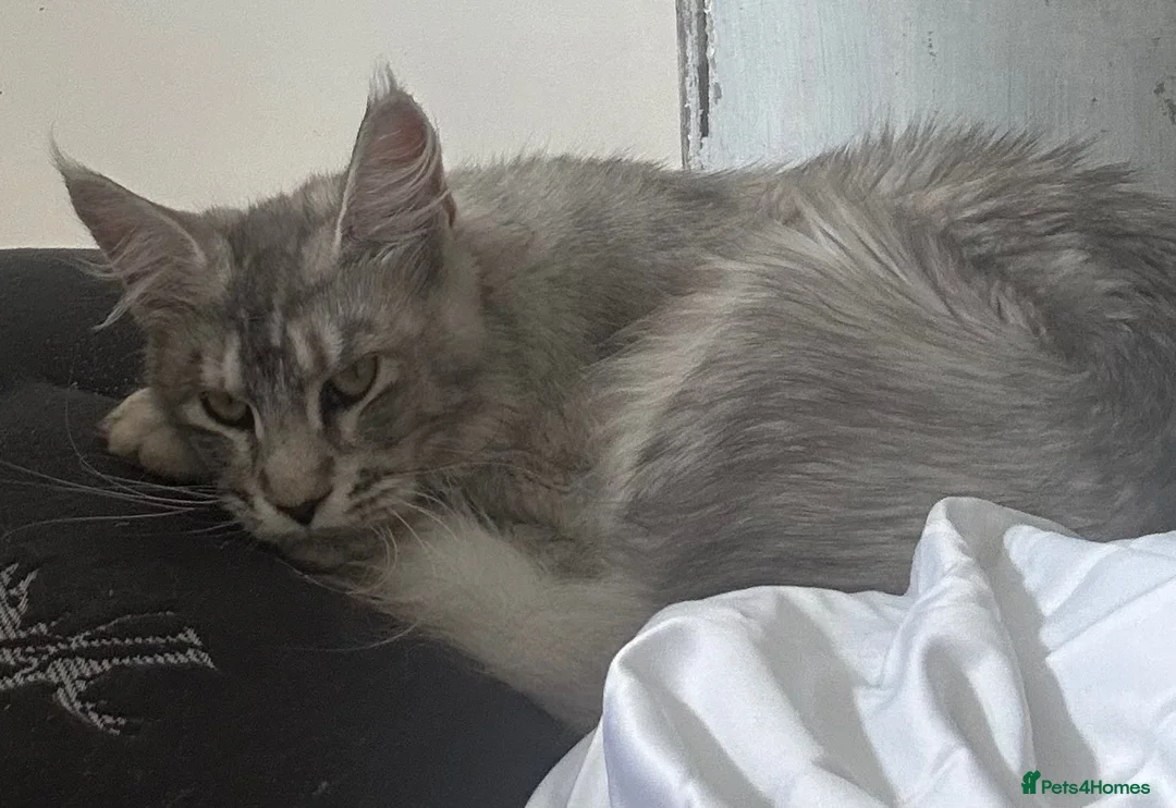 Maine Coon cats for sale: Sliver tabby mainecoon - Advert 1