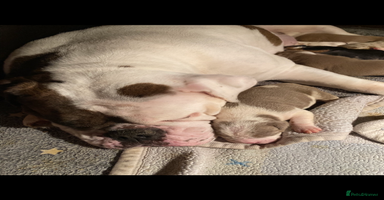 Olde English Bulldogge dogs Old English bulldog puppies GENERATIONAL - Advert 12