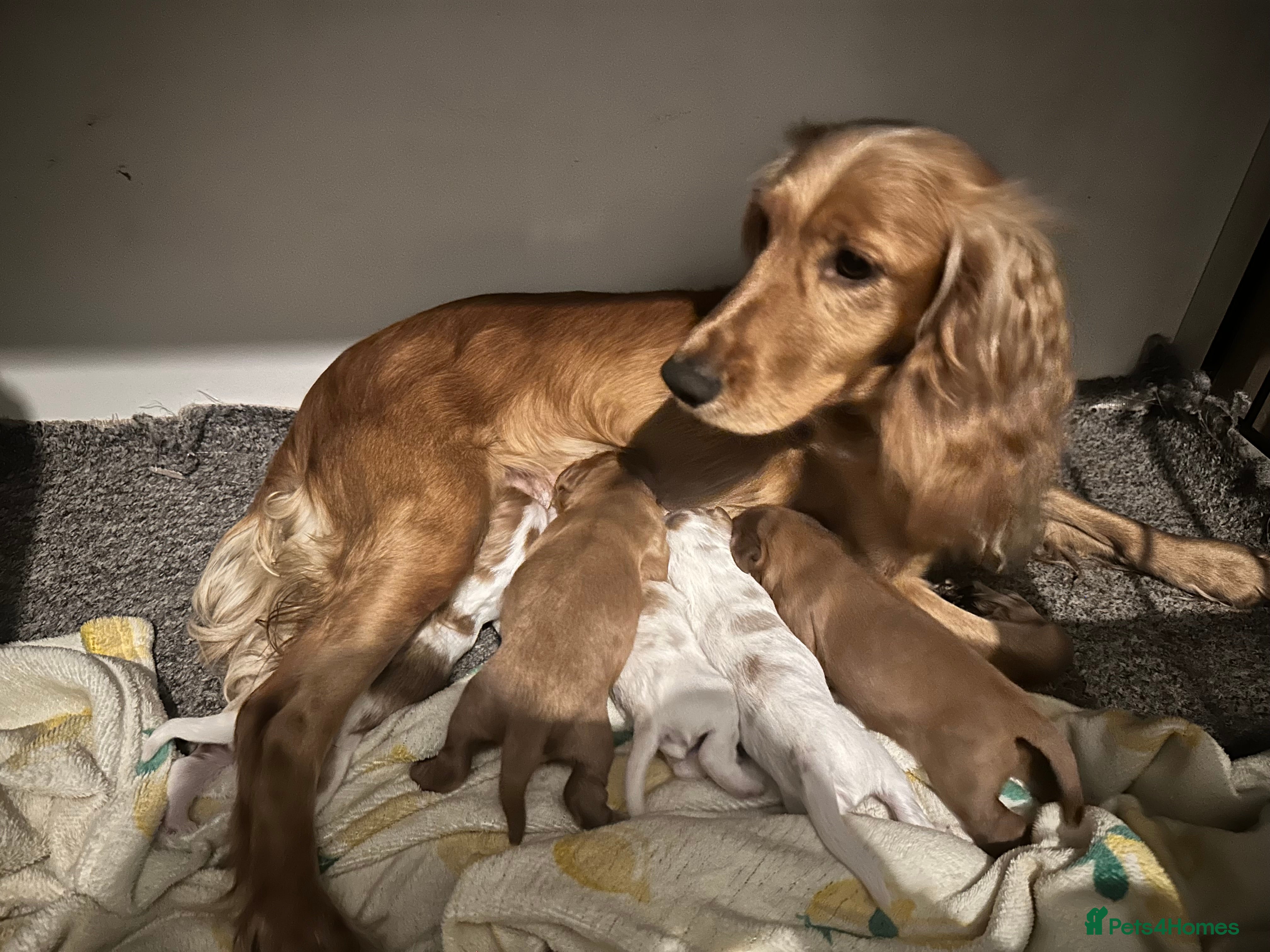 Cockalier dogs Cockalier puppies  - Advert 13