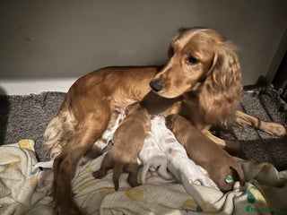 Cockalier dogs Cockalier puppies - Advert 1