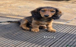 Dachshund dogs for sale: Red long-haired standard dachshund puppies - Image 14