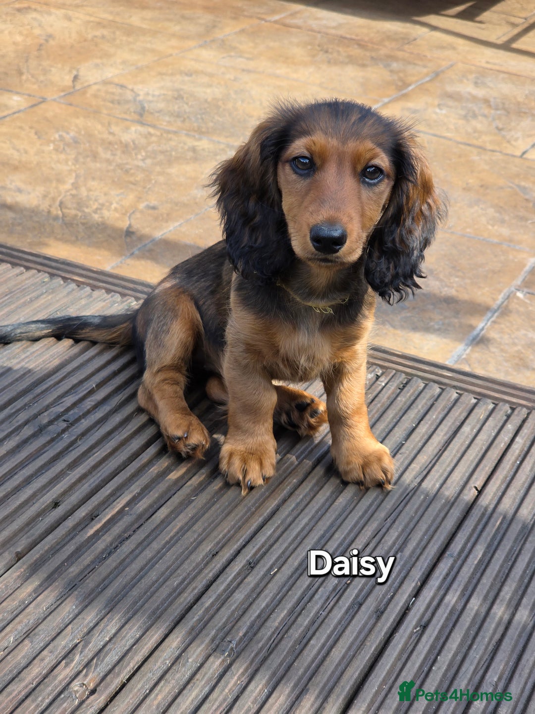 Dachshund dogs for sale: Red long-haired standard dachshund puppies - Image 14