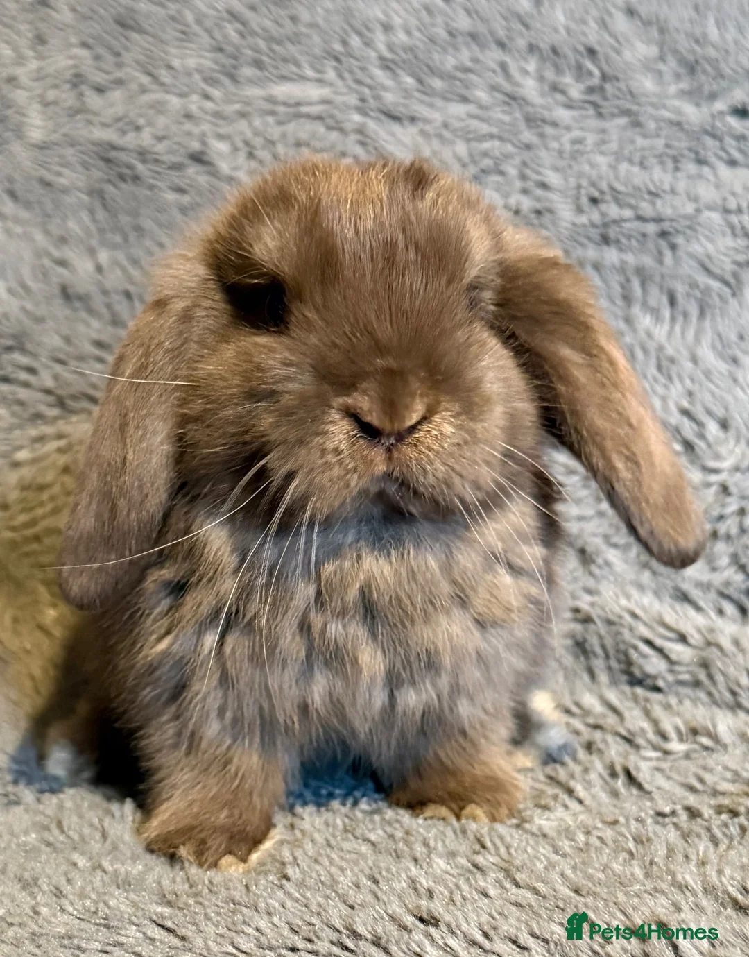 Mini Lop rabbits for sale: Female mini lop ready now  - Advert 2