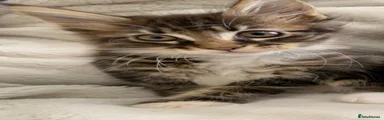Maine Coon 5
