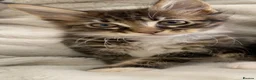 Maine Coon cats for sale: Mainecoons - Advert 15