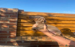 Dachshund dogs for sale: Beautiful Dachshund Puppies REDUCED  - Image 17