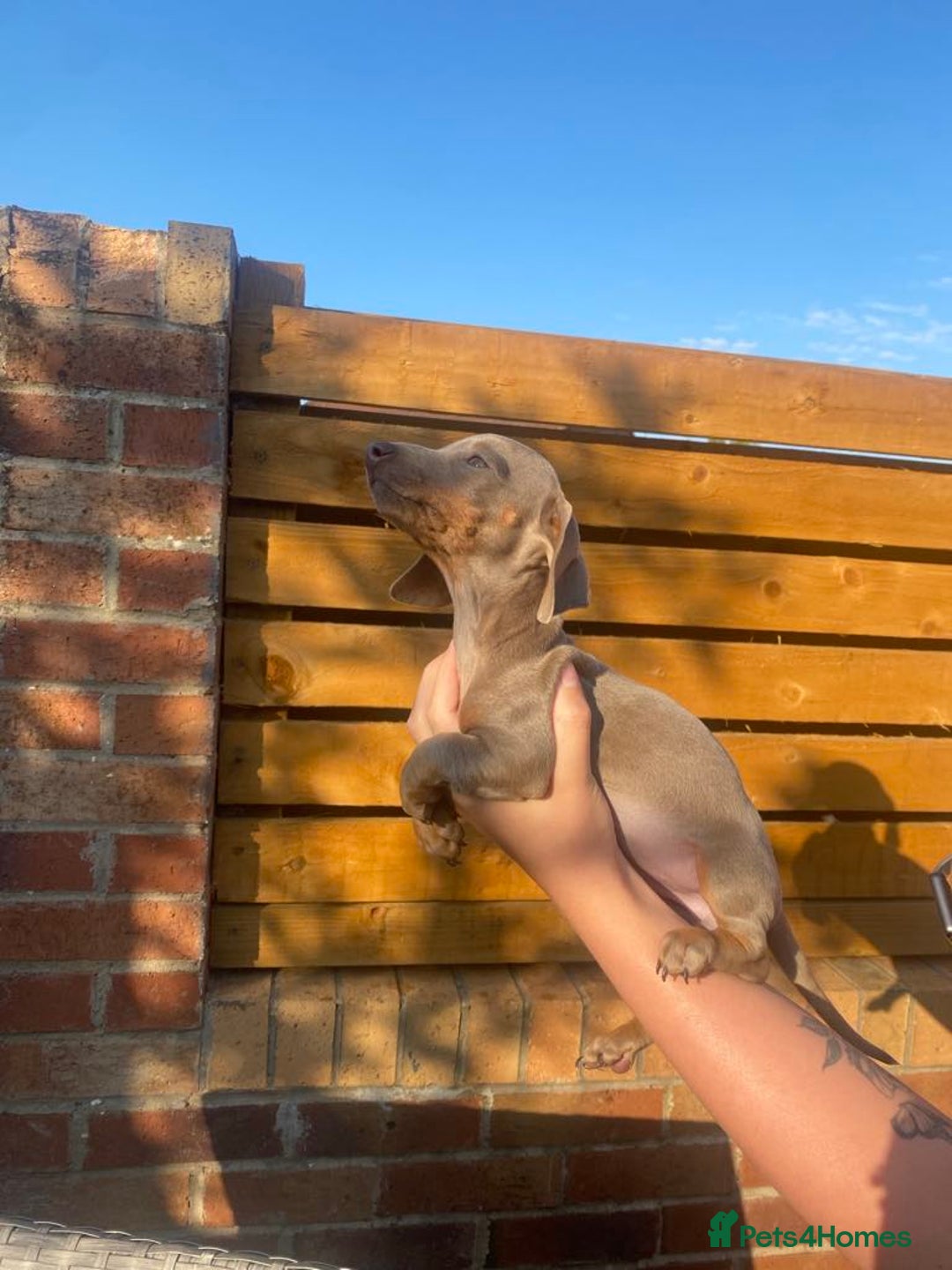 Dachshund dogs for sale: Beautiful Dachshund Puppies REDUCED  - Image 17